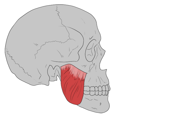 A muscle in the jaw that provides power for chewing